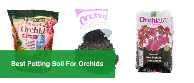 Best Potting Soil For Orchids