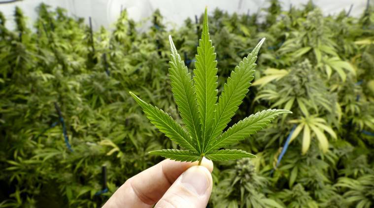 How To Grow Marijuana Plants