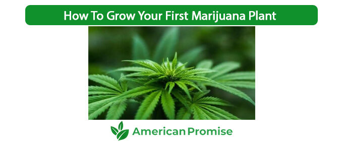 How To Grow Your First Marijuana Plant