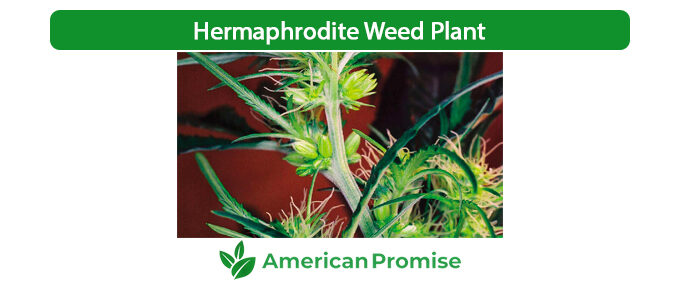 Hermaphrodite Weed Plant