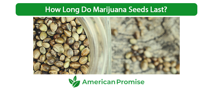 How Long Do Marijuana Seeds Last