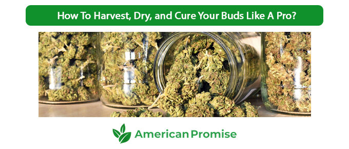 How To Harvest, Dry, and Cure Your Buds Like A Pro