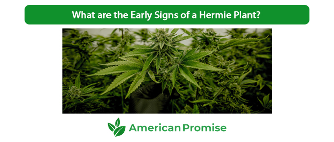 What are the Early Signs of a Hermie Plant