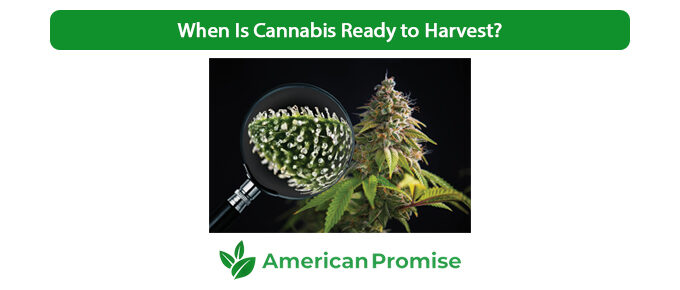 When Is Cannabis Ready to Harvest