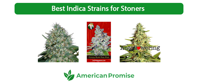 Best Indica Strains for Stoners