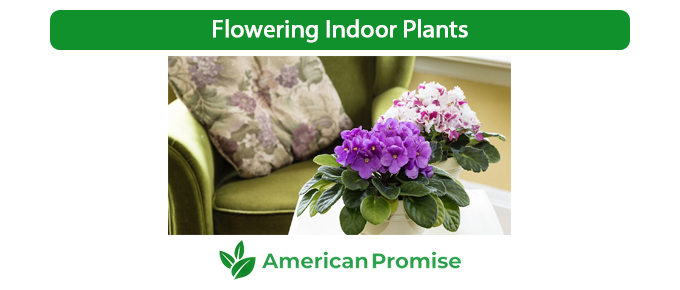 Flowering Indoor Plants
