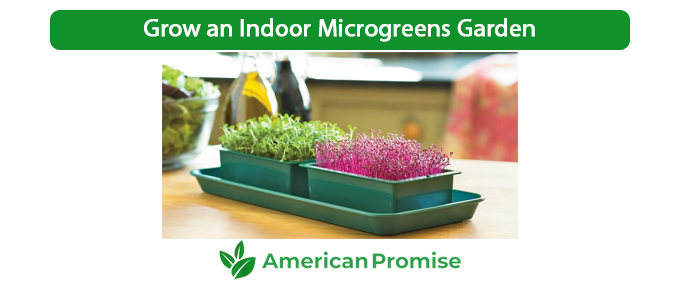 Grow an Indoor Microgreens Garden