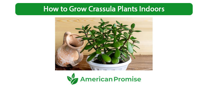 How to Grow Crassula Plants Indoors