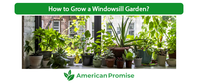 How to Grow a Windowsill Garden?