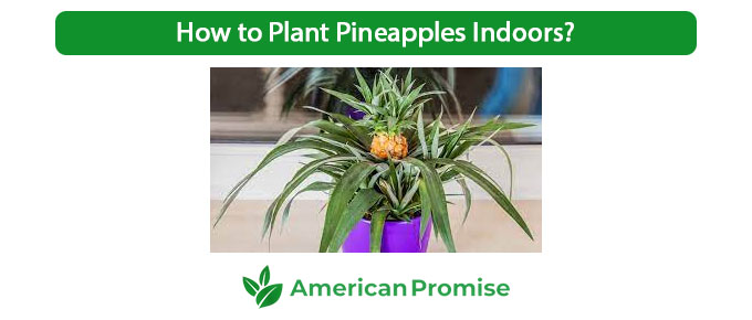 How to Plant Pineapples Indoors