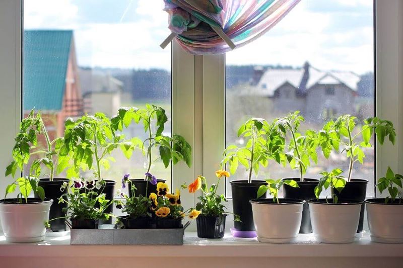 Plants Work Best for a Windowsill Garden