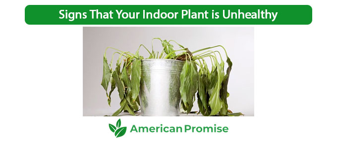 Signs That Your Indoor Plant is Unhealthy