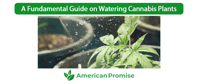 A Fundamental Guide on Watering Cannabis Plants