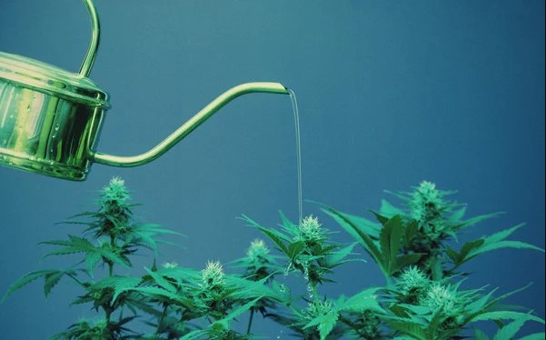 A Fundamental Guide on Watering Cannabis Plants