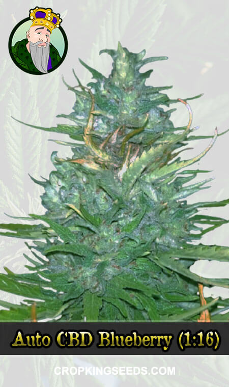 Auto CBD Blueberry (1:16) Marijuana Seeds