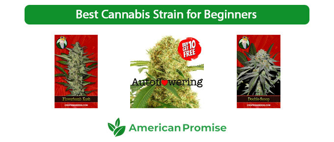 Best Cannabis Strain for Beginners