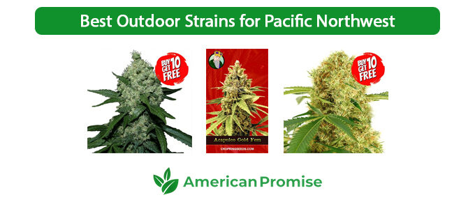 Best Outdoor Strains for Pacific Northwest