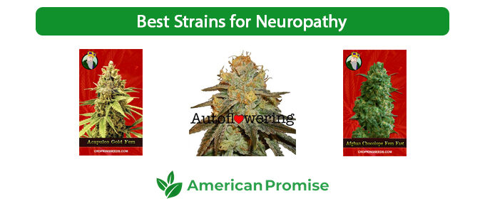 Best Strains for Neuropathy