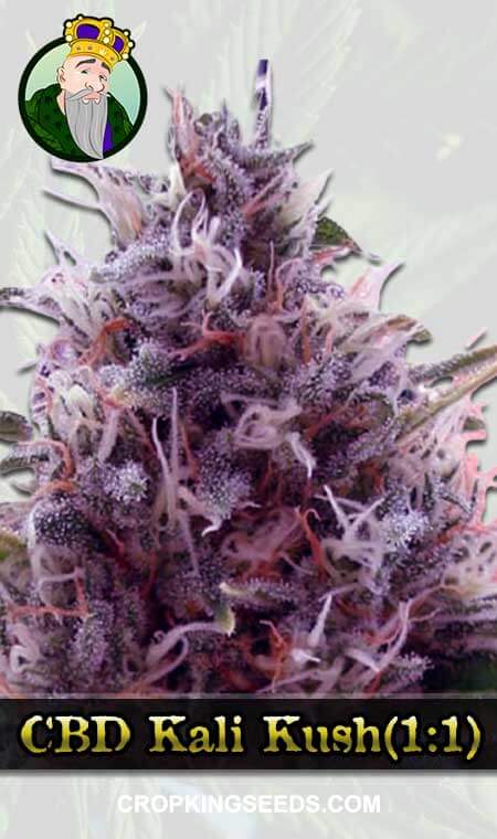 CBD Kali Kush (1:1) Marijuana Seeds
