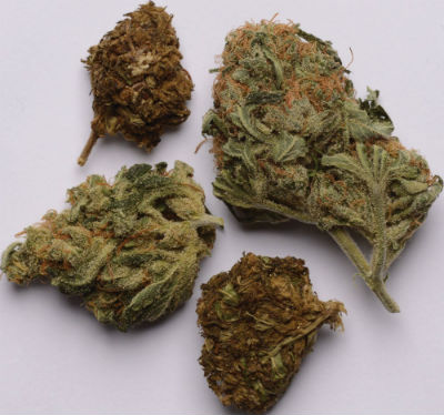 Evaluate Marijuana Quality and Potency