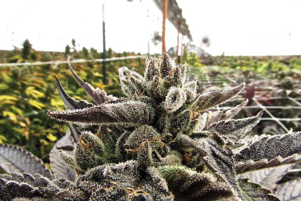 Flush Cannabis Plants