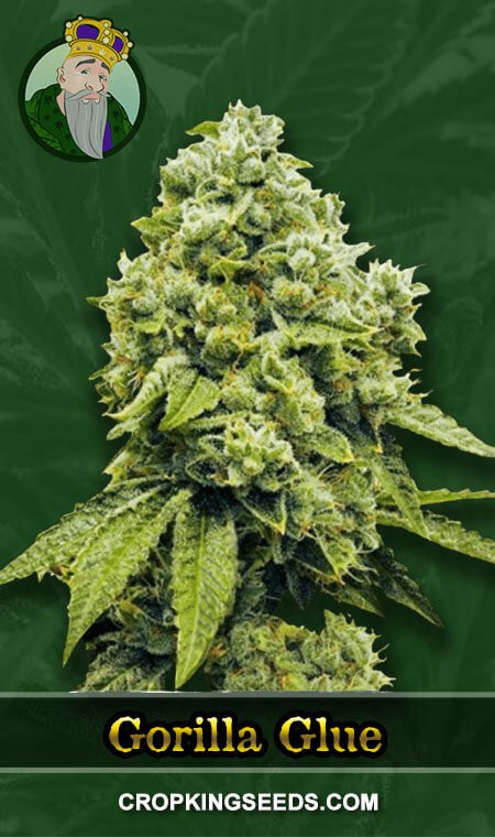 Gorilla Glue Regular Marijuana Seeds