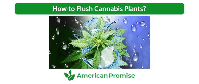How to Flush Cannabis Plants?