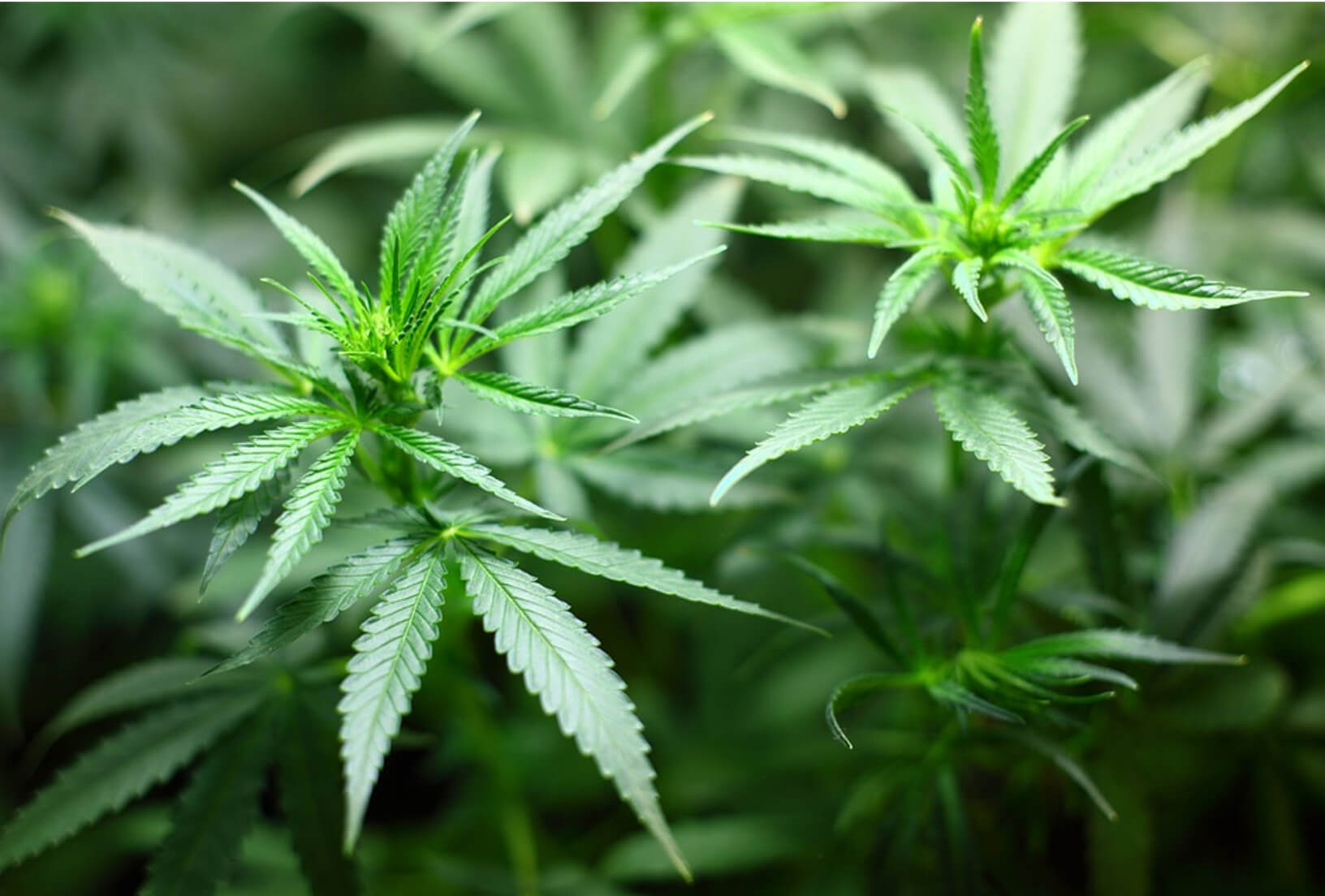 How to Foliar Feed Cannabis Plants