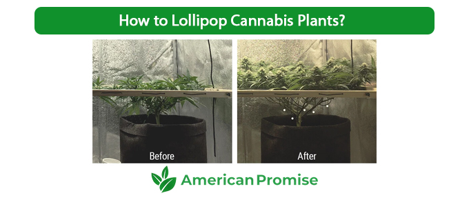 How to Lollipop Cannabis Plants?