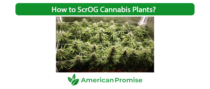 How to ScrOG Cannabis Plants?