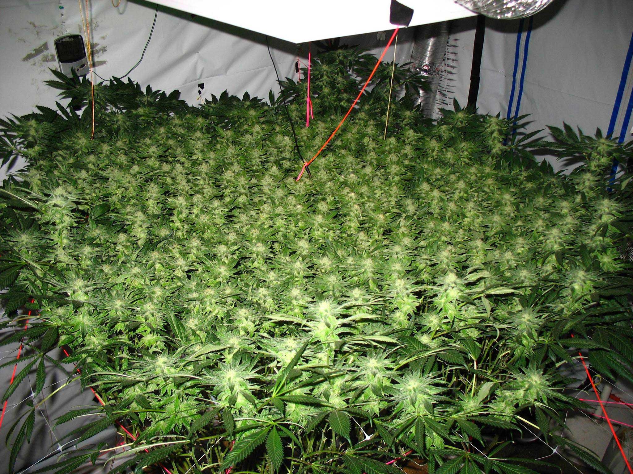 How to ScrOG Cannabis Plants