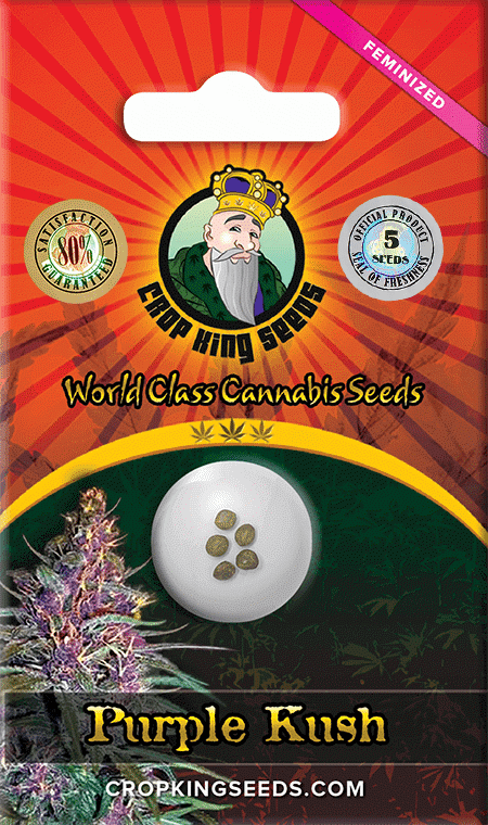 Purple Kush Feminized Marijuana Seeds
