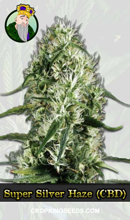 Super Silver Haze (CBD Sativa) Marijuana Seeds