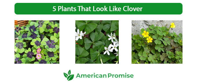 5 Plants That Look Like Clover