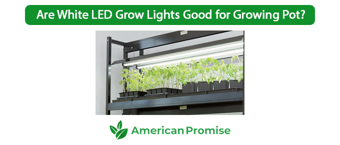 Are White LED Grow Lights Good for Growing Pot?