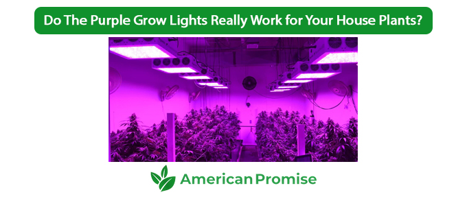 Do The Purple Grow Lights Really Work for Your House Plants?