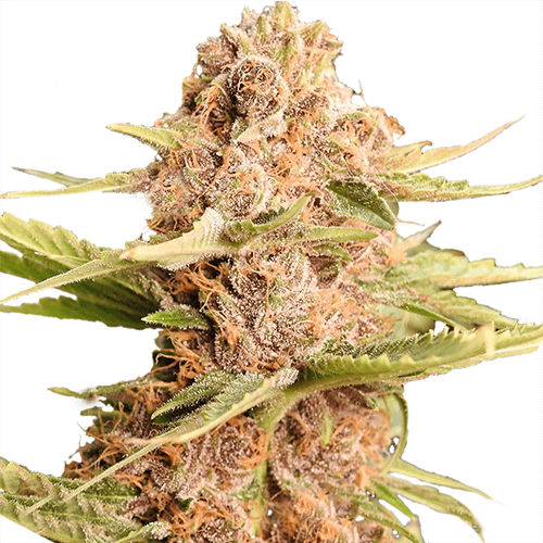 Girl Scout Cookies Extreme Feminized