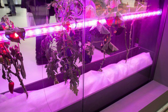 Grow Lights Use a Lot of Electricity
