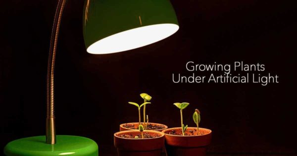 Growing plants under artificial light
