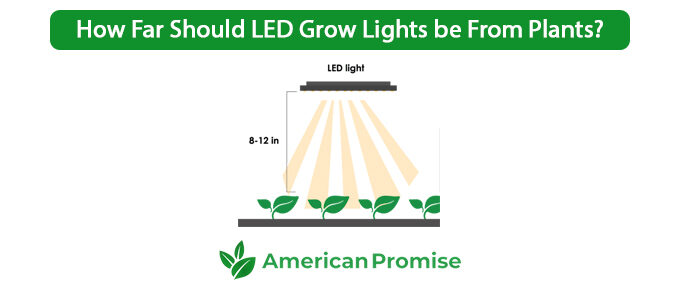 How Far Should LED Grow Lights be From Plants?