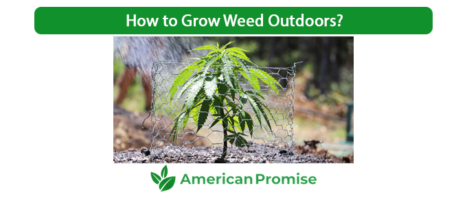 How to Grow Weed Outdoors?
