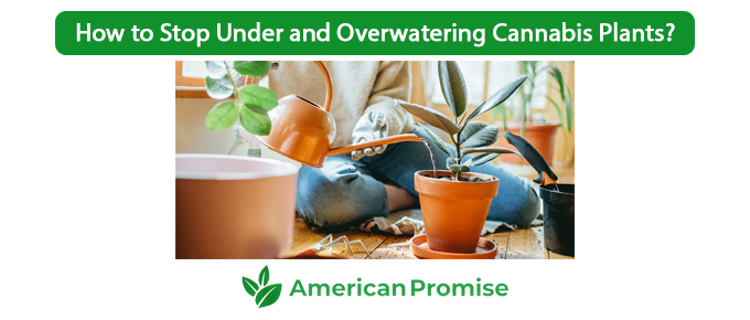 How to Stop Under and Overwatering Cannabis Plants?