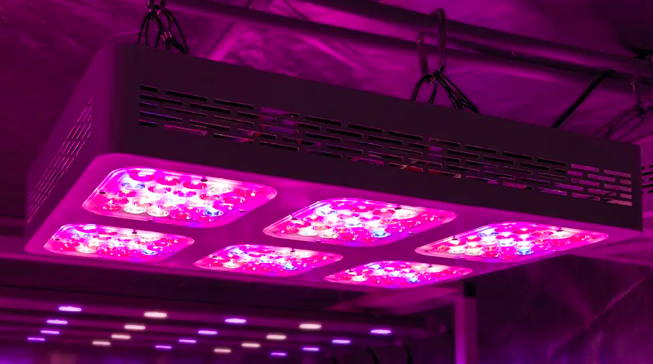 Is it good to turn on the grow light throughout the day