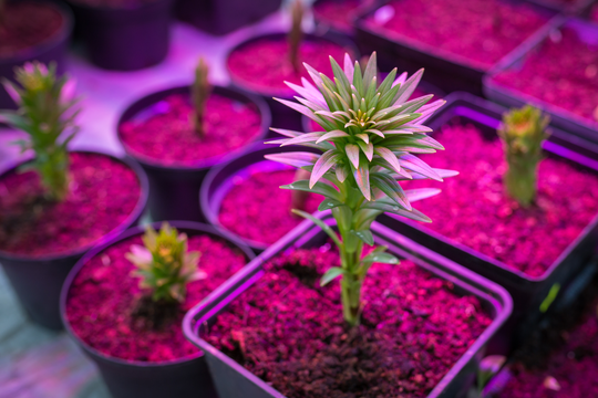 Is it necessary to include a purple grow light