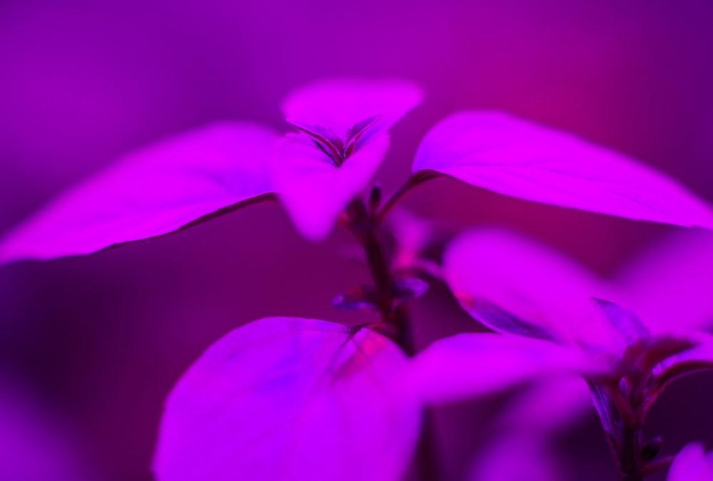 Purple Grow Light