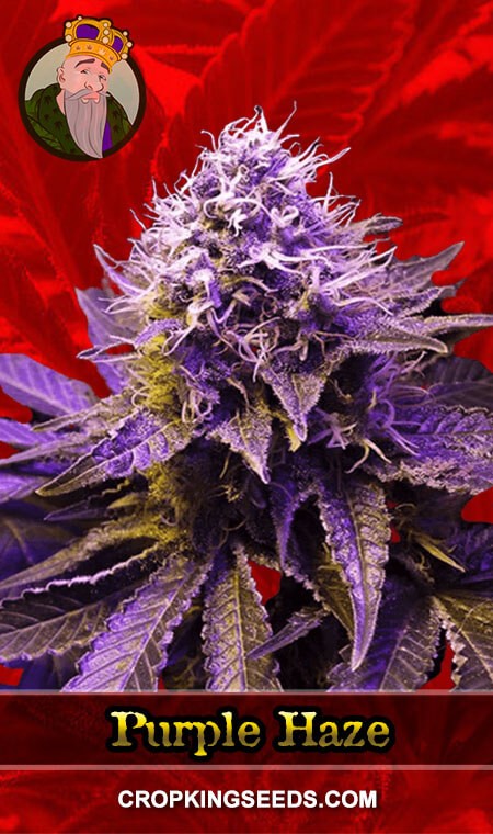 Purple Haze Feminized Marijuana Seeds