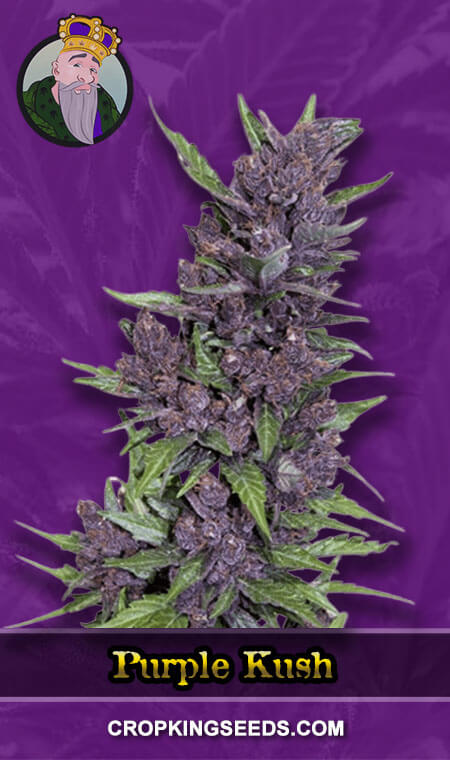 Purple Kush Autoflower Marijuana Seeds