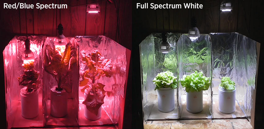 Which color of the grow light is best for your plant