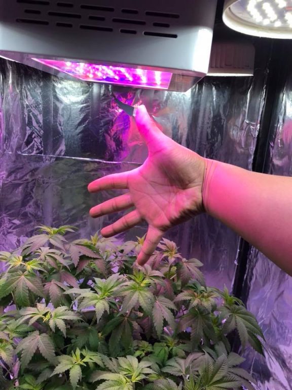 distance of grow light from plants