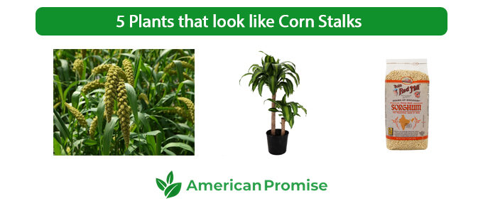 5 Plants that look like Corn Stalks